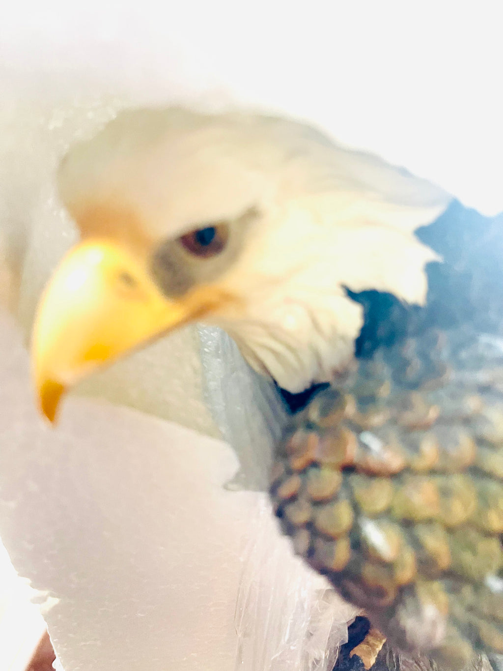 Eagle sitting on a branch
